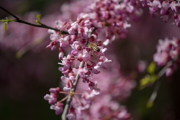 Sakura is the collective name of 11 species and several varieties of trees of the Plum subfamily; often denotes small-serrated cherry.  