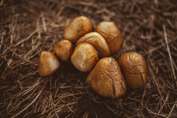 cluster of old wrinkled mushrooms growing in dry grass or hay in meadow