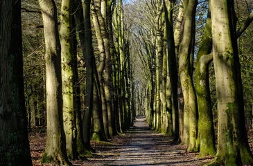 Fototapete Grebbeberg © Holland-PhotostockNL