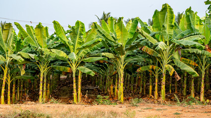 Bananas field are a group of varieties of banana with yellow skin. Some are smaller and plumper...