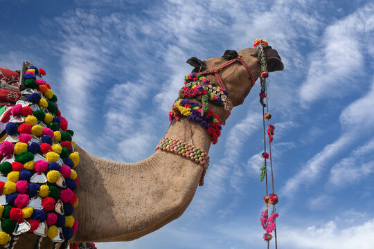 Beautiful decorated Camel at Bikaner camel fesrival in Rajasthan, India