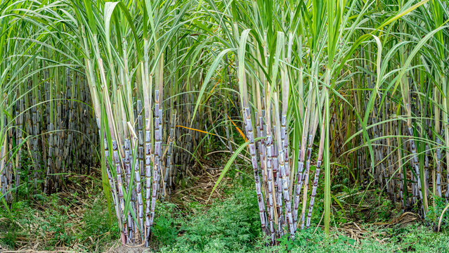  Sugar Cane Plant Immagini Sfoglia 203 Foto Vettoriali E Video 