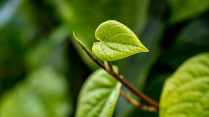 betel leaves. The betel is a vine of the family Piperaceae, which includes pepper and kava. - obrazy, fototapety, plakaty