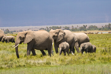 Elephant family, Loxodonta africana, in Amboseli National Park in Kenya.