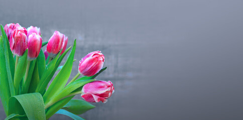 Pink tulips isolated on gray background close-up
