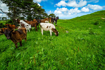 Fototapeta na wymiar Cattle grazing in the field. Taranaki, New Zealand