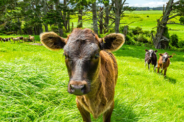 Cattle grazing in the field. Taranaki, New Zealand