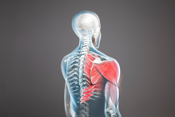 Shoulder and trapezius pain. Human figure from back, back arm pain, anathomy illustration