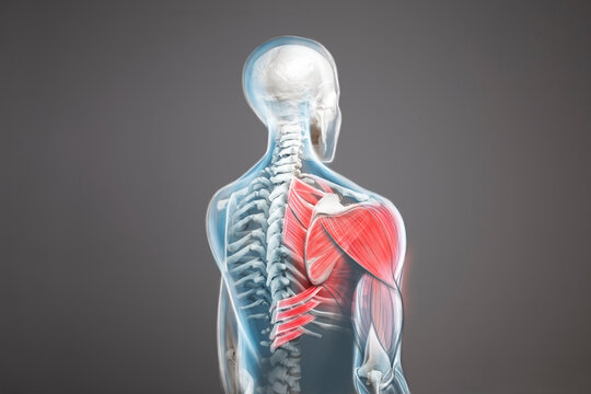 Shoulder and trapezius pain. Human figure from back, back arm pain, anathomy illustration