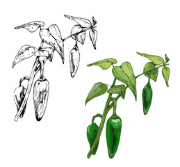Branch of chilli with leaf and pepper. Vintage vector hatching