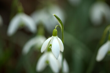 Schneegl&ouml;ckchen