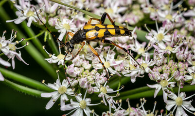 black-and-yellow longhorn beetle - Rutpela maculata, formerly Leptura maculata or Strangalia maculata