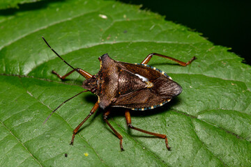 brown stink bug sitting on a leaf