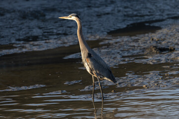 Great blue heron in beautiful light, seen in the wild in North California 