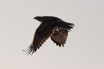red-tailed hawk flying  in beautiful light with a prey in his talon, seen in the wild in  North...