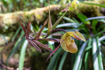 Paphiopedilum orchidee also know as lady slipper orchid or venus slipper orchid
