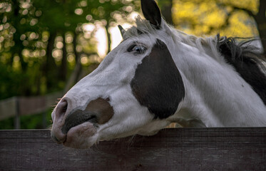 An eye is sometimes called a magpie when the white part of the eye is visible when the horse is at rest. Sometimes this is called the eye with a blue iris.