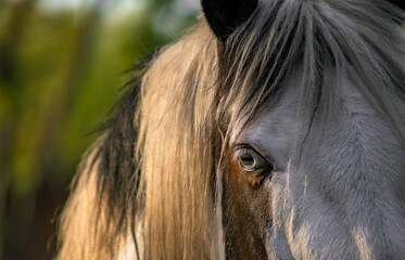 An eye is sometimes called a magpie when the white part of the eye is visible when the horse is at rest. Sometimes this is called the eye with a blue iris.