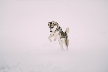 Young Husky Dog Play, Hunting And Jumping Outdoor In Snow, Snowdrift. Pet Play In Winter Day.