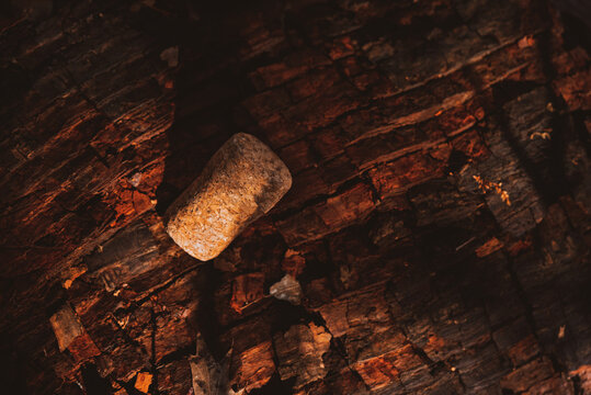 champagne cork plug on rooten wood in forest