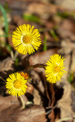 coltsfoot - Tussilago farfara - with three flowers