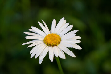 Fototapeta premium Flower Garden Yellow