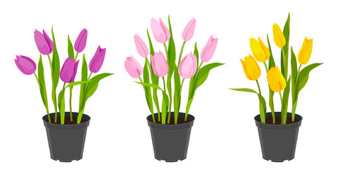 Tulips in flowerpots. Spring flowers. Seedlings for the garden. Set of tulips isolate on a white background. Flowers yellow, pink, fuchsia. Vector image