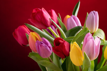 Yellow ,red and pink tulips over colored background.
