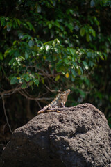 Iguanas Stone Wildlife