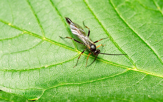 Parasitic campoletis ichneumon wasp resting on a bright green veined leaf in nature