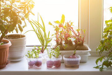 Growing green onions and different edible greens from radish and beetroot in water on windowsill at home in sunlight