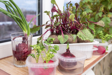 Growing green onions and different edible greens from radish and beetroot in water on windowsill at home