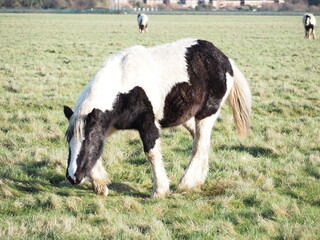 Fototapeta premium 牧草を食べる馬