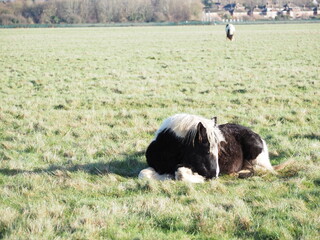 牧草上で休む馬