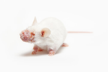 White laboratory mouse with a swollen muzzle on a white background. Diseases of rodents. White mouse with illness.