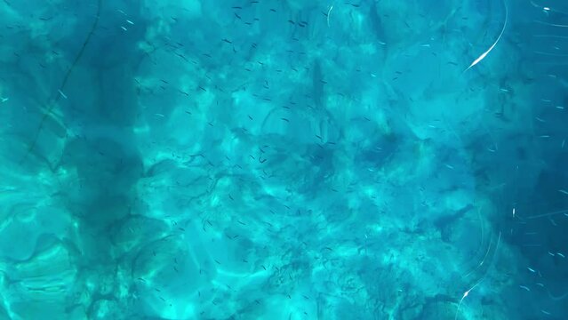 Countless little fish are swimming in a blue mediterranean sea filmed from above. Small sardines are moving under transparent water. Vertical view on aqua wavy surface with fauna on a clear summer day