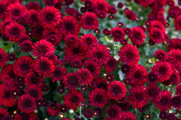 Red Chrysanthemums in the autumn garden .Background of many small flowers of Chrysanthemum. Beautiful red autumn flower background. Chrysanthemums Flowers blooming in garden at spring day. Soft focus 