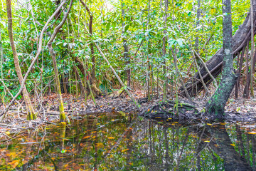 Tropical forest marine life in pond sump water nature Mexico.