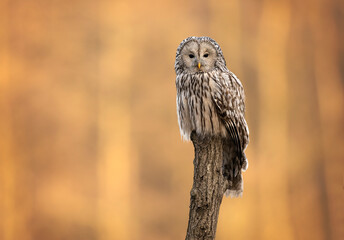 Ural owl ( Strix uralensis ) close up