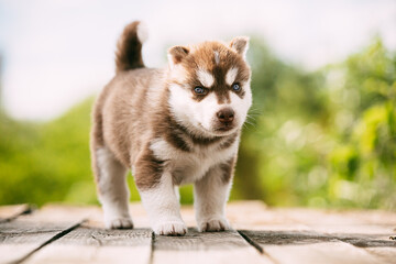 Naklejka na ściany i meble Four-week-old Husky Puppy Of White-brown Color Standing On Wooden Ground