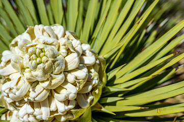 Flowering bloom of a Yucca brevifolia at Joshua Tree National Park in California, USA