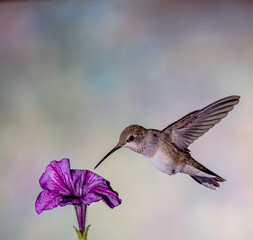 HUMMINGBIRD