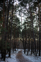 Forest landscape. Winter forest path among tall trees