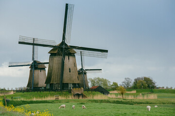 Holandia © Wodzownik