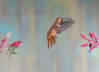 HUMMINGBIRD