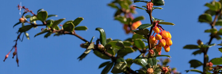 Panorama of Darwin's barberry (Berberis darwinii ) coming into flower in late winter against a blue sky
