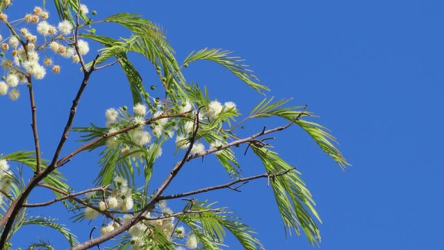 Wilka foliage and flowers. Mimosa-like tree Anadenanthera colubrina at blue skybackground.