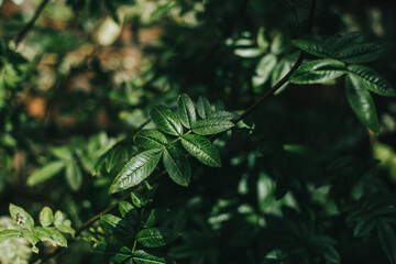Hojas de planta llamada Huacatay o Chinchilla con reflejos del sol