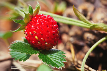 Close-up of growing red ripe wild strawberry (Fragaria vesca) on stem in forrest. Detail of fresh fruit with green leaves. Organic farming, healthy food, BIO viands, back to nature concept.