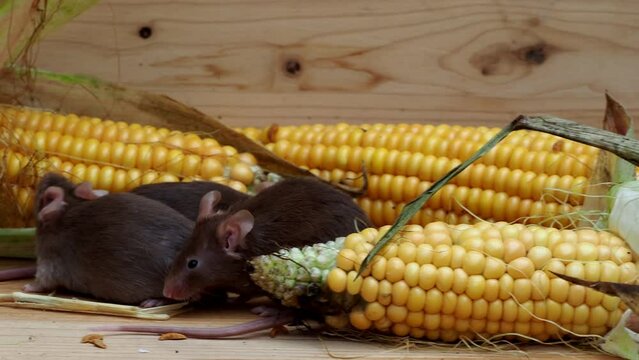 m&auml;use, mus musculus, laufen in einer vorratskammer zwischen maiskolben, mehrere dynamische szenen